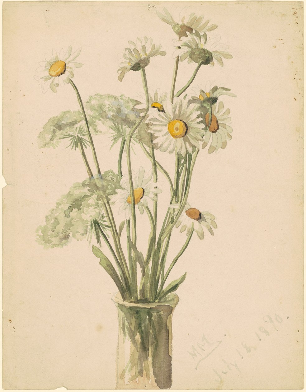 Daisies ja Queen Anne