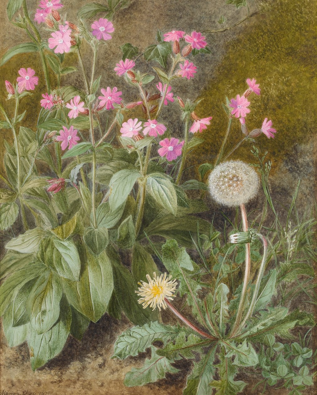 Rose Campions ja voikukka, 1875 (wc paperilla) tekijältä Marion Chase