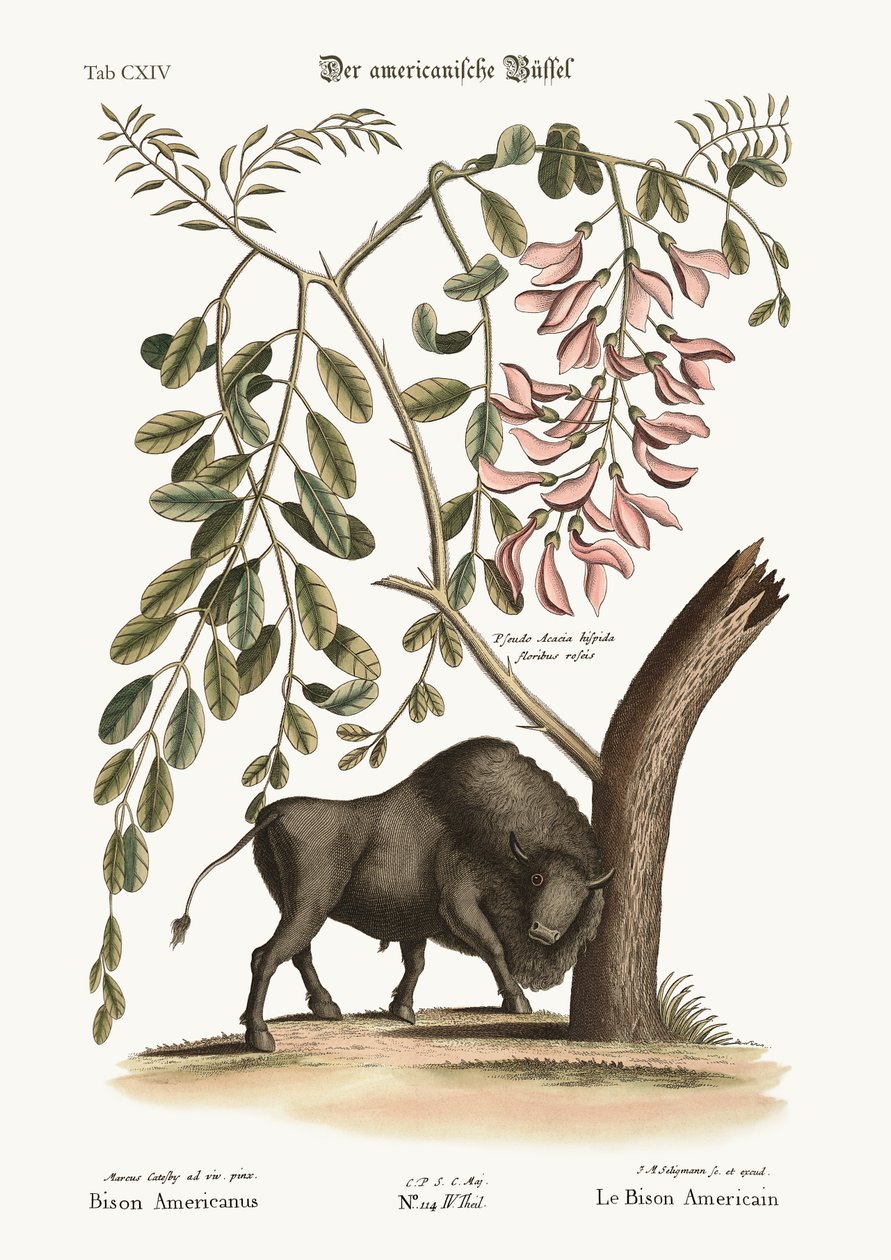 American Bison, 1749-73 tekijältä Mark Catesby