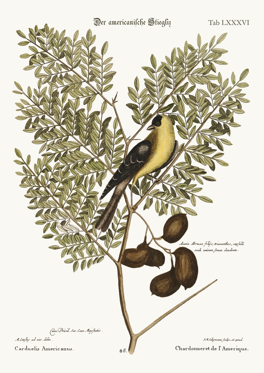 American Goldfinch, 1749-73 tekijältä Mark Catesby
