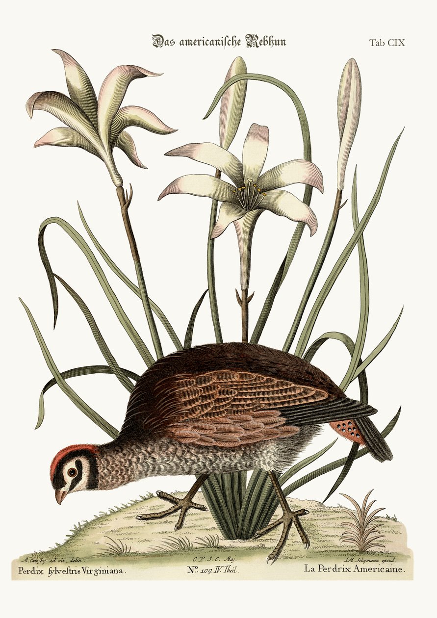 American Partridge, 1749-73 tekijältä Mark Catesby