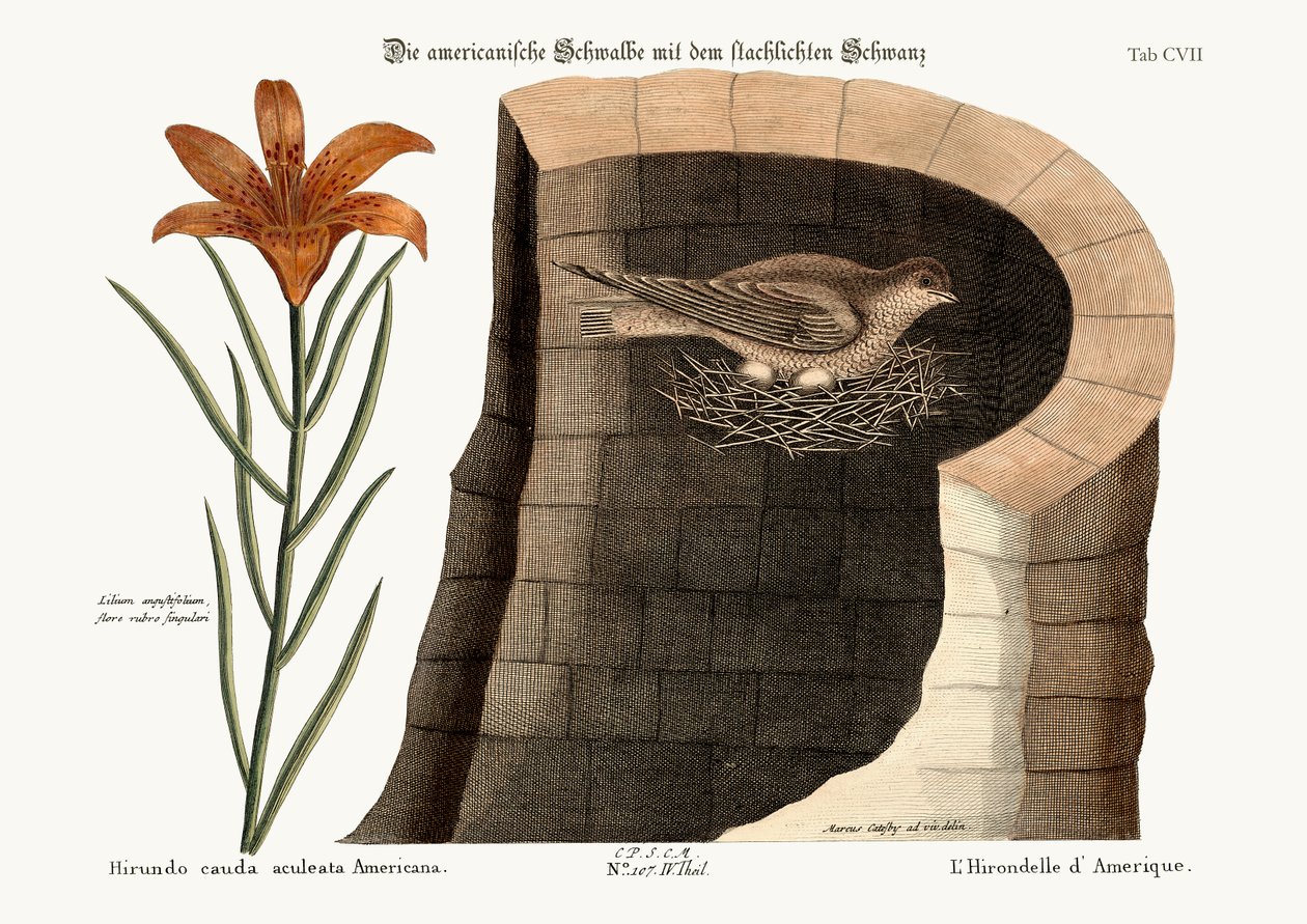 American Swallow, 1749-73 tekijältä Mark Catesby