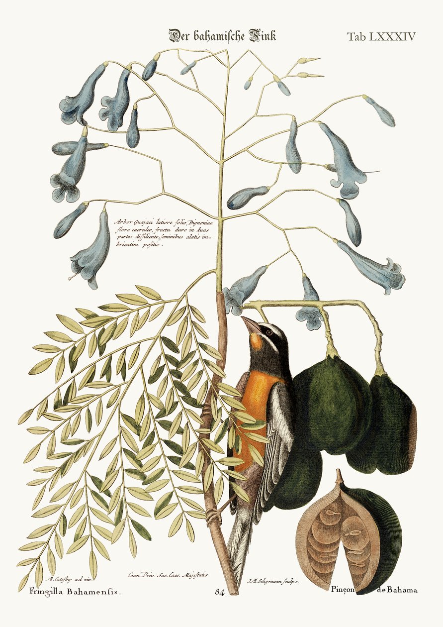 Bahama-ahven, 1749-73 tekijältä Mark Catesby