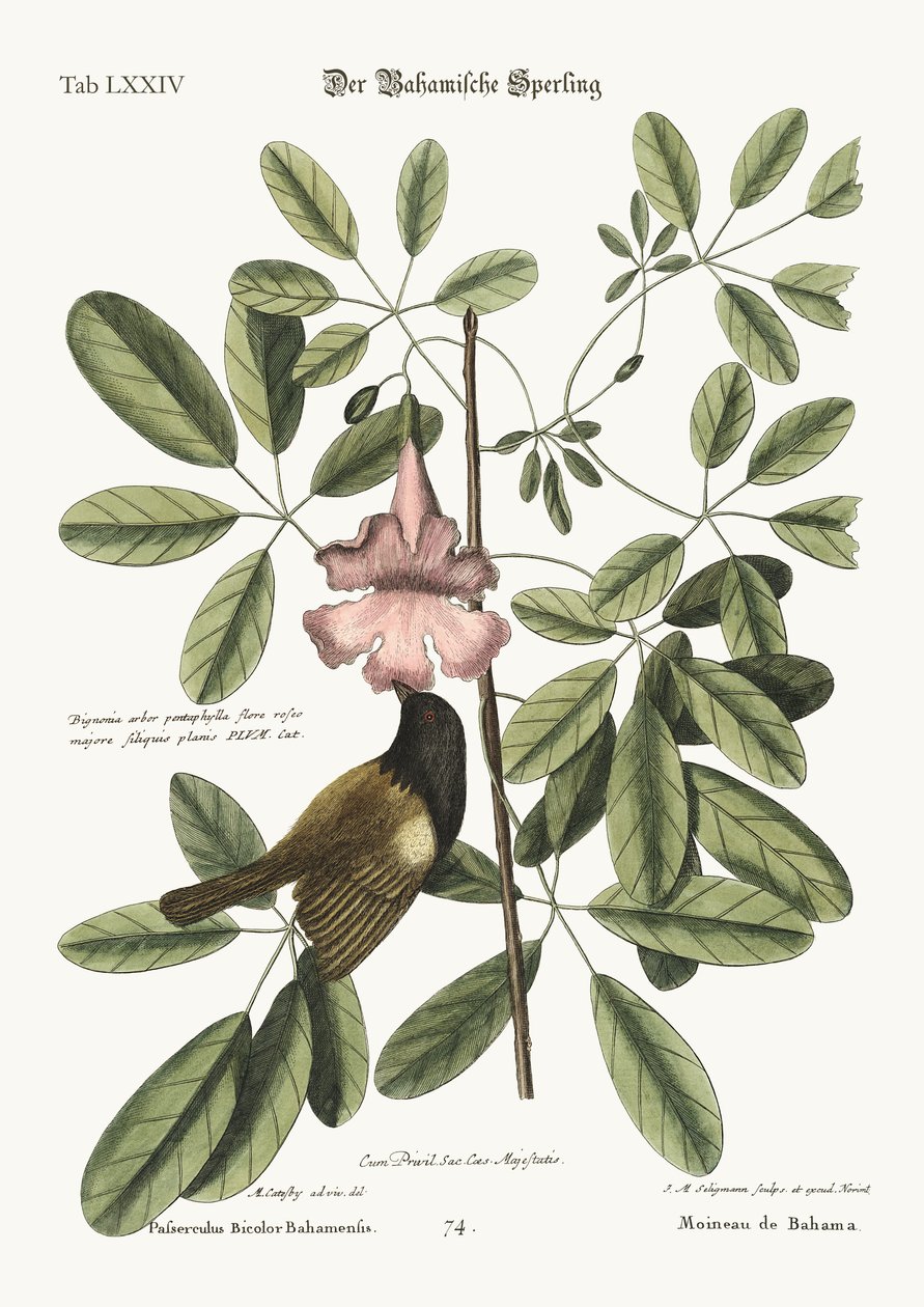 Bahama Sparrow, 1749-73 tekijältä Mark Catesby