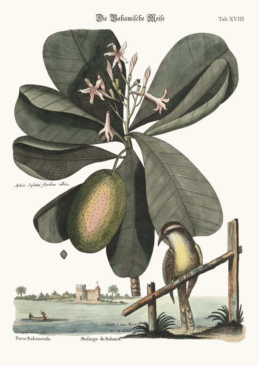 Bahama-tiirahiiri, 1749-73 tekijältä Mark Catesby