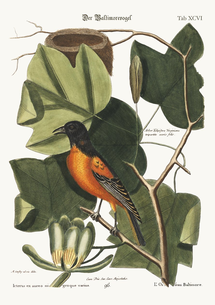 Baltimore Bird, 1749-73 tekijältä Mark Catesby