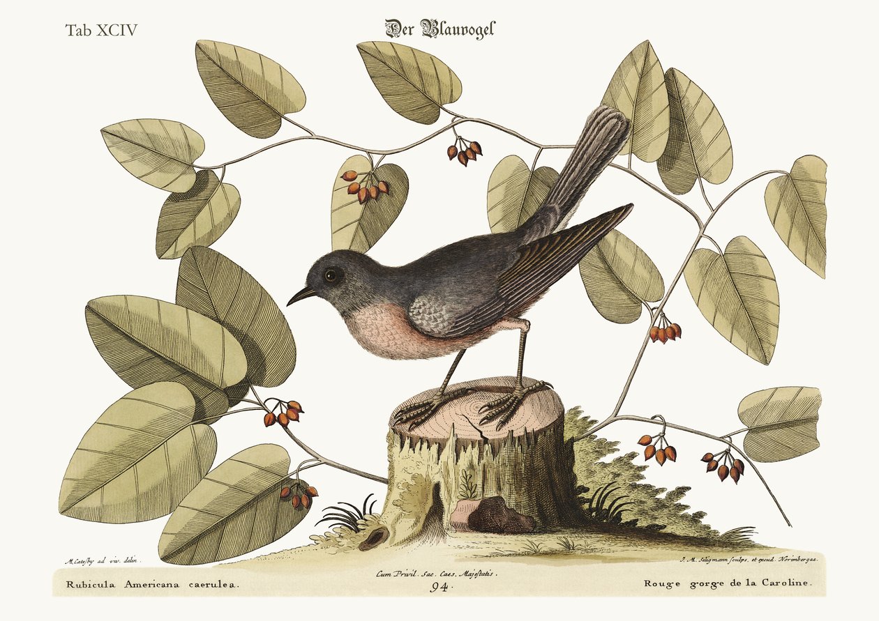 Sininen lintu, 1749-73 tekijältä Mark Catesby
