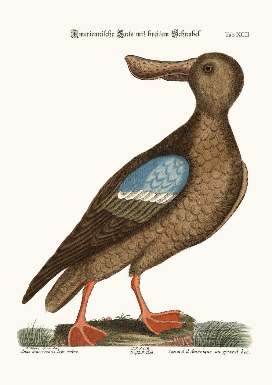 Sinisiipinen lapio, 1749-73 tekijältä Mark Catesby