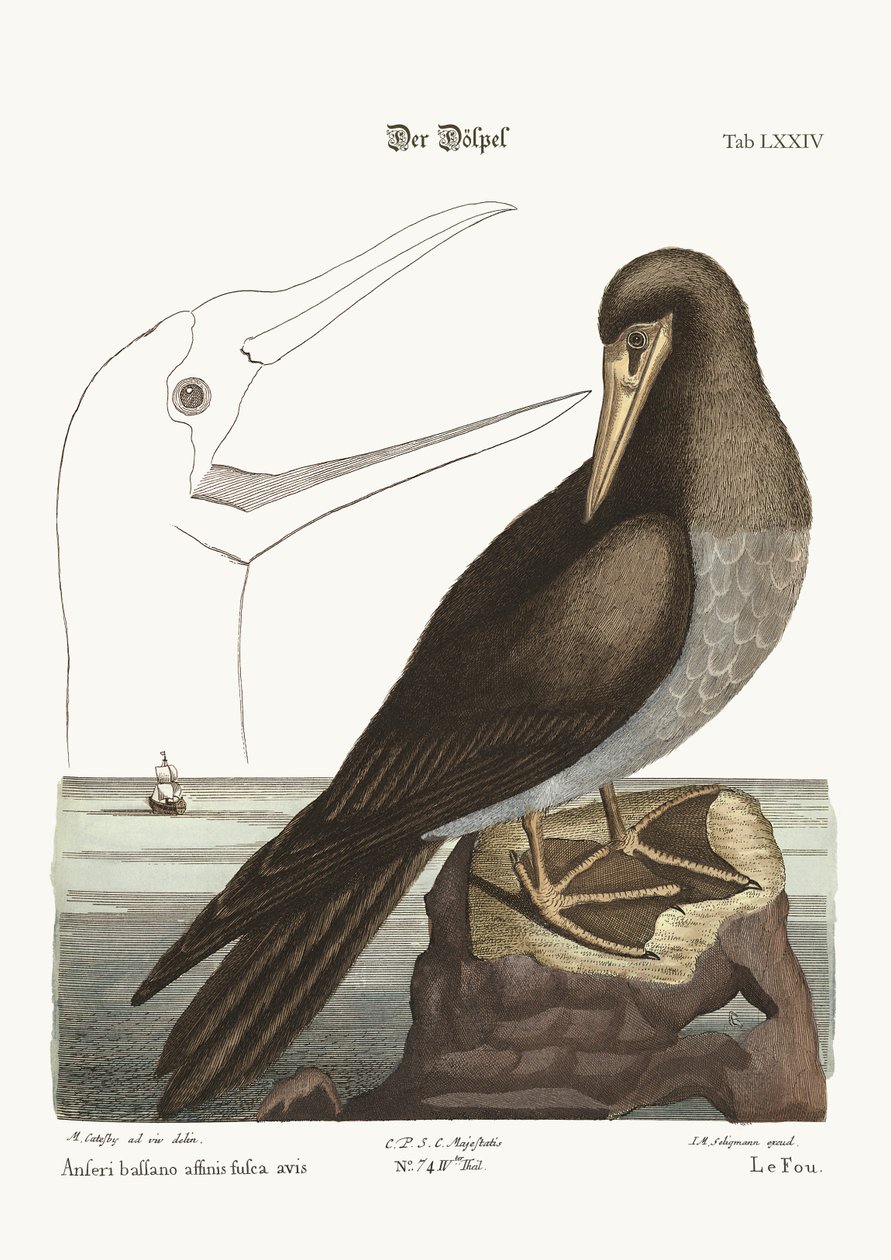 The Booby, 1749-73 tekijältä Mark Catesby