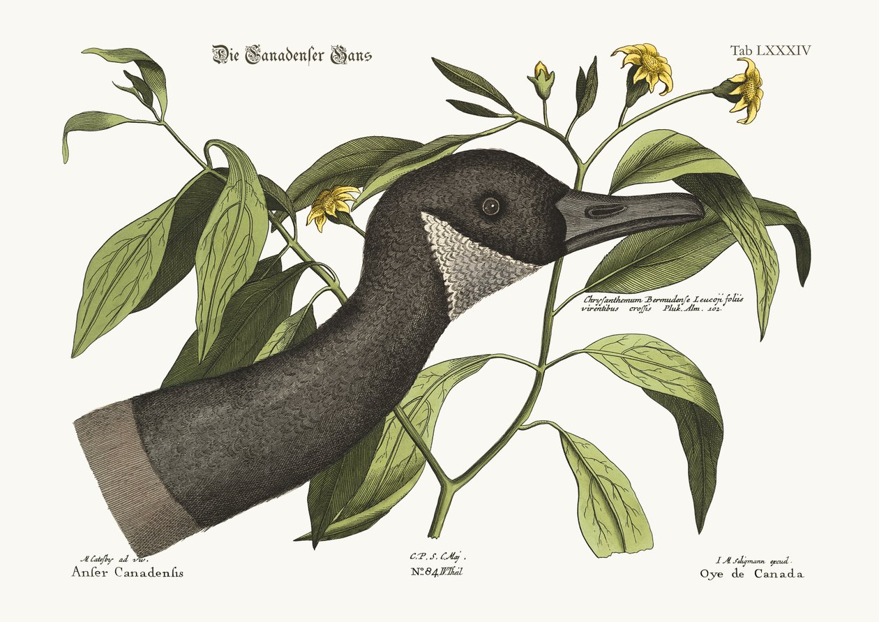 Kanadanhanhi, 1749-73 tekijältä Mark Catesby