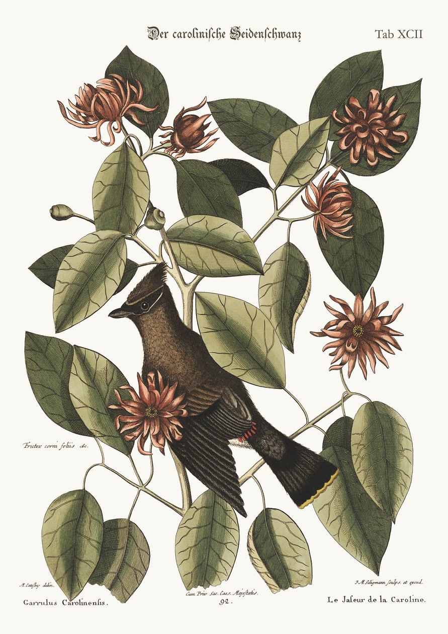 The Chatterer, 1749-73 tekijältä Mark Catesby
