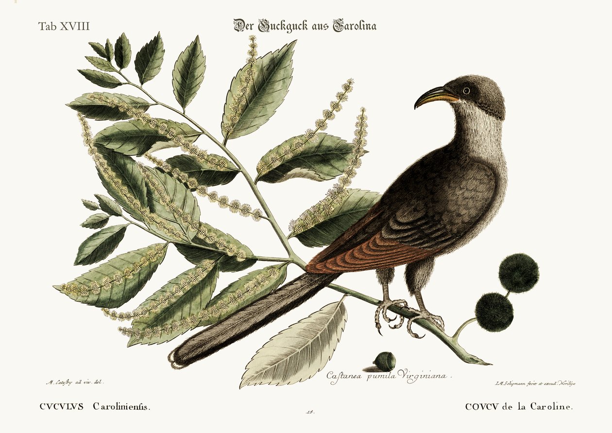 The Cuckow of Carolina, 1749-73 tekijältä Mark Catesby