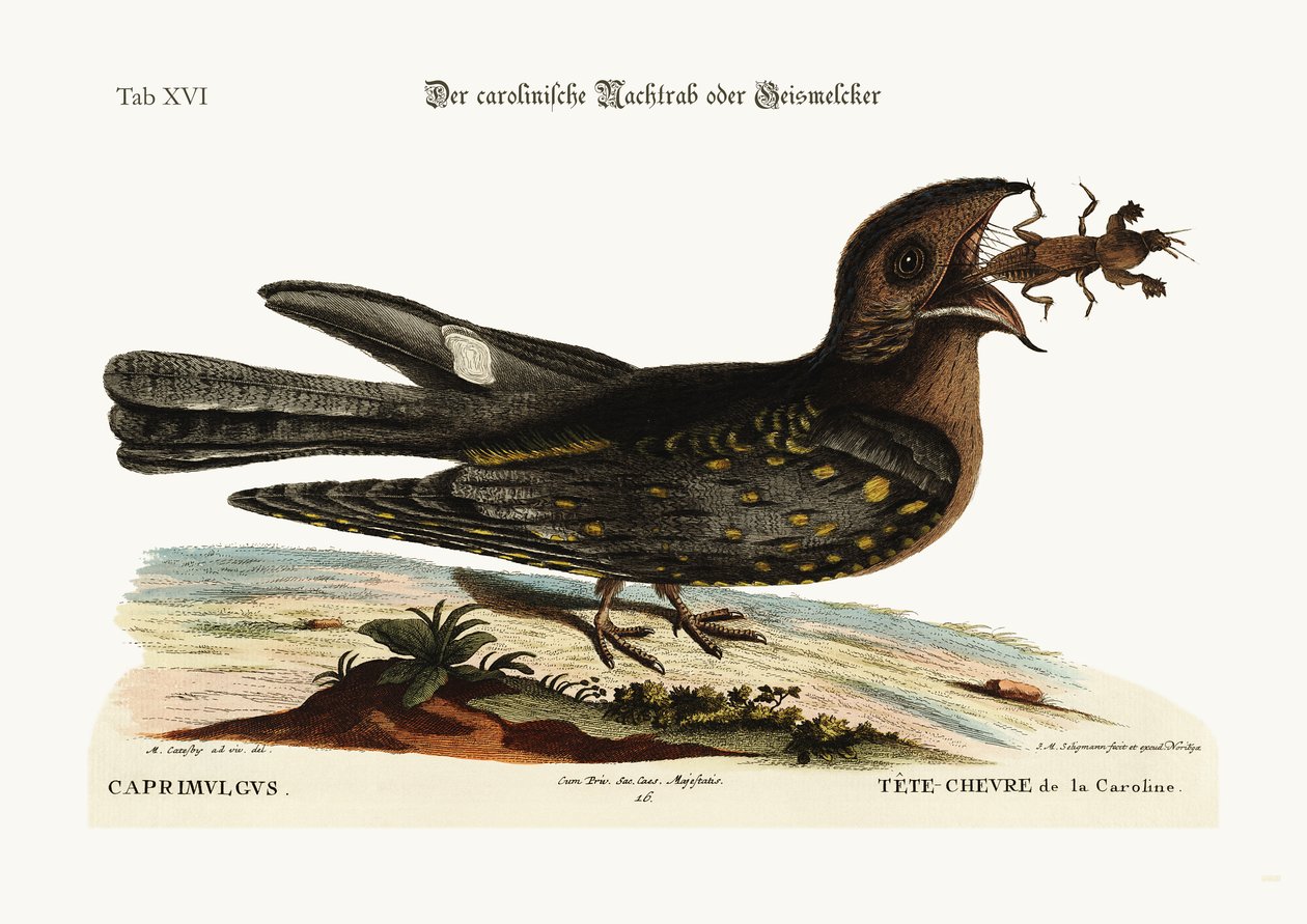 Carolinan vuohenimejä, 1749-73 tekijältä Mark Catesby