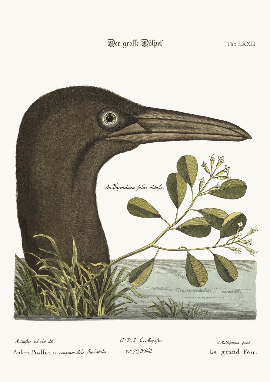 The Great Booby, 1749-73 tekijältä Mark Catesby