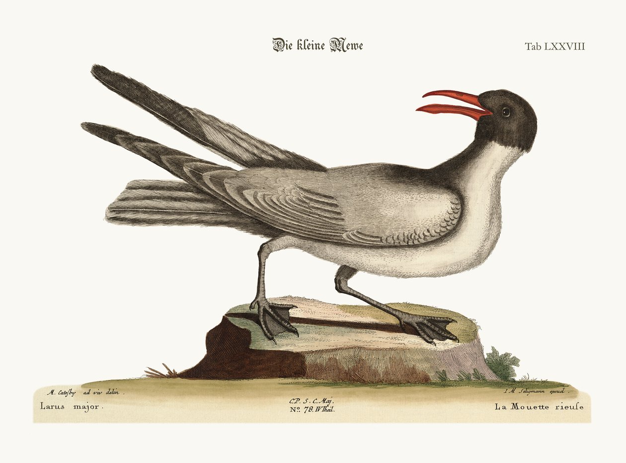 Naurava lokki, 1749-73 tekijältä Mark Catesby