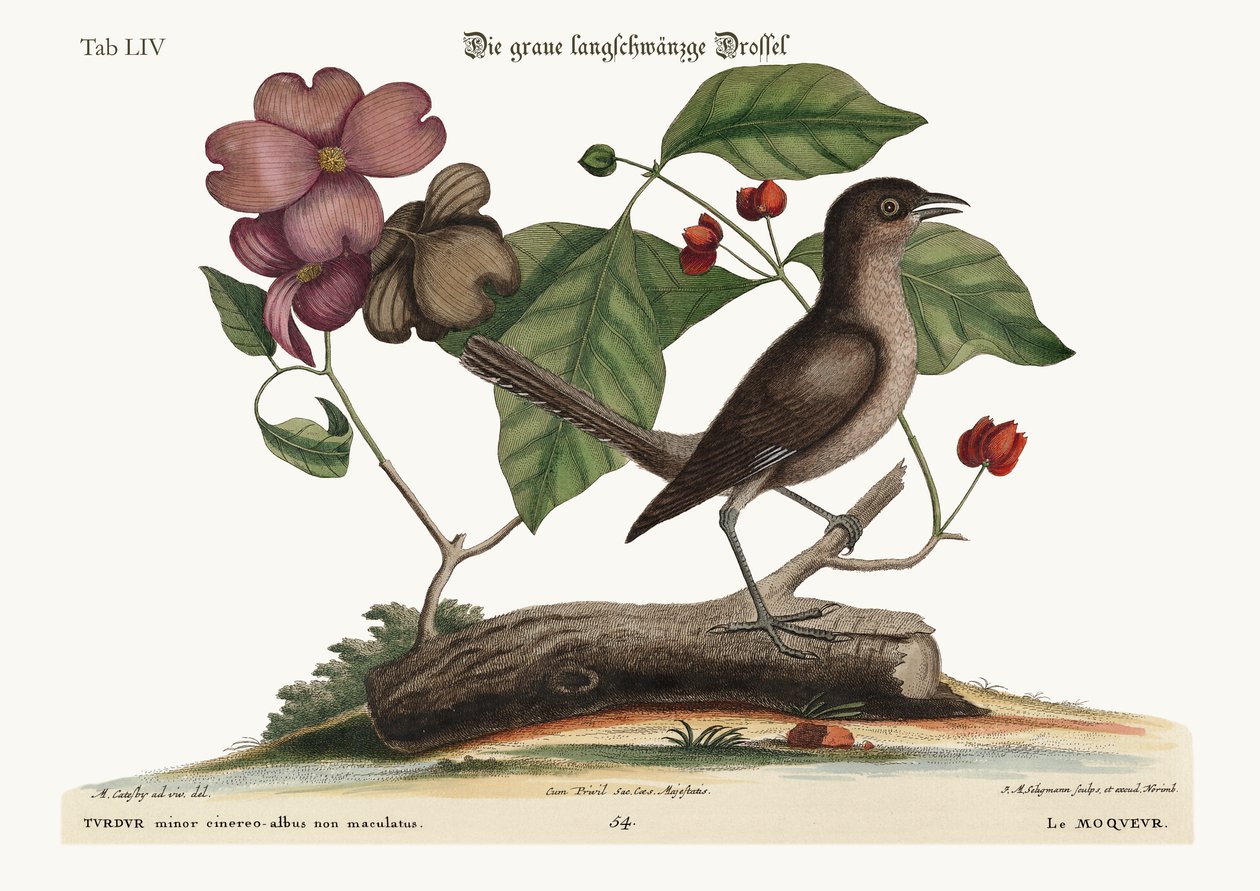 Pilkkulintu, 1749-73 tekijältä Mark Catesby
