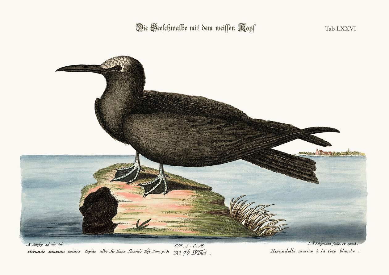 Noddy, 1749-73 tekijältä Mark Catesby