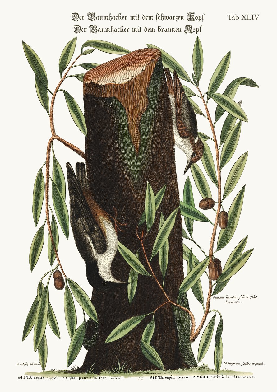 Nuthatch. Pieni pähkinä, 1749-73 tekijältä Mark Catesby