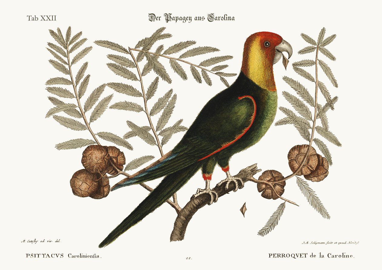 Carolinan papukaija, 1749-73 tekijältä Mark Catesby