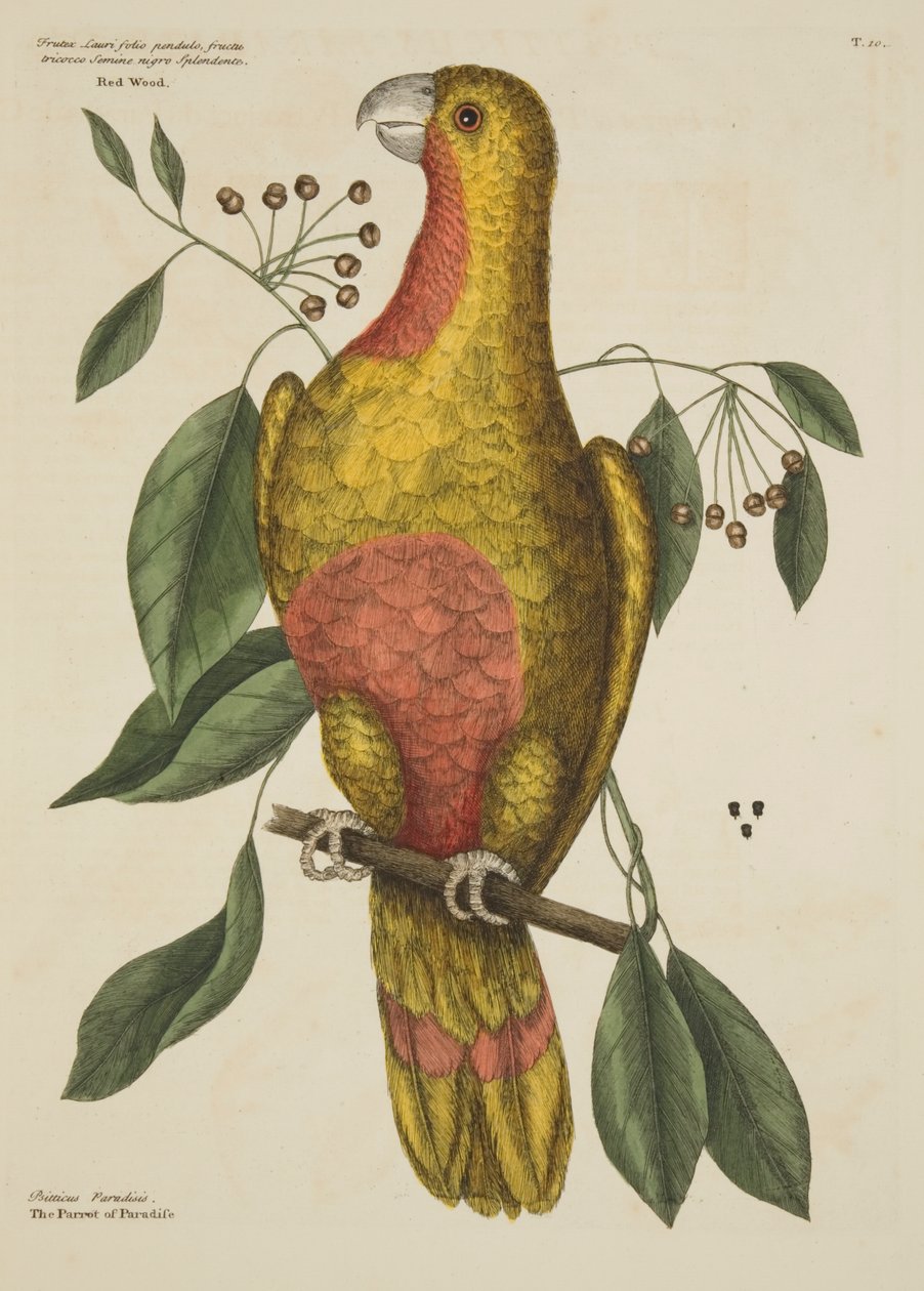 "Paratiisin papukaija", Carolinan, Floridan ja Bahamasaarten luonnonhistoriasta, 1731 tekijältä Mark Catesby
