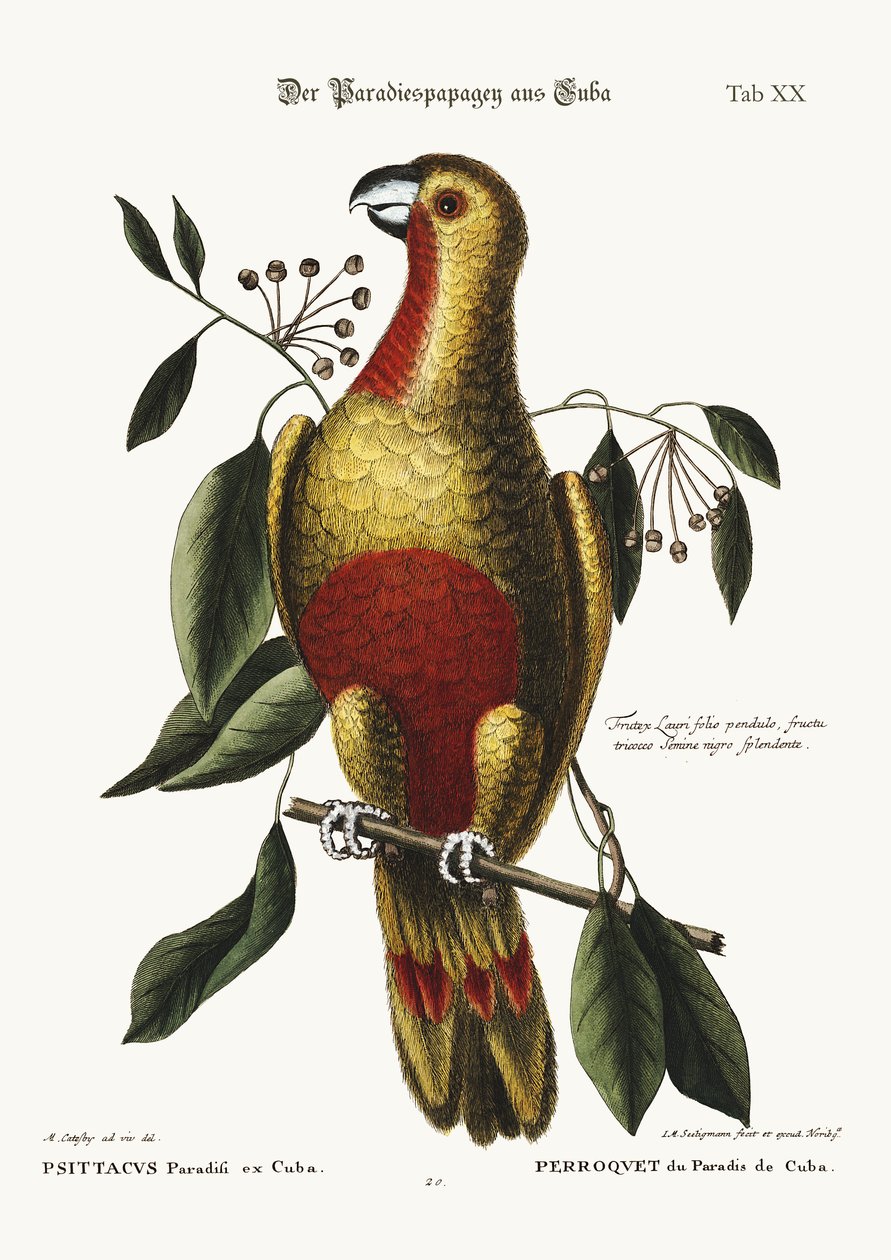Kuuban paratiisin papukaija, 1749-73 tekijältä Mark Catesby