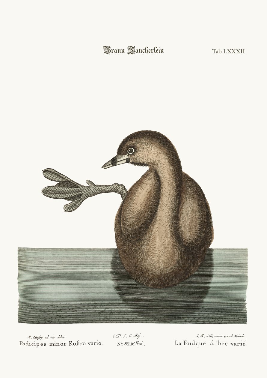 The Pied-Bill Dobchick, 1749-73 tekijältä Mark Catesby