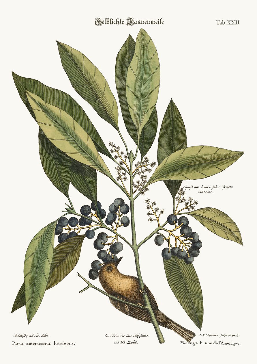 Pine-Creeper, 1749-73 tekijältä Mark Catesby