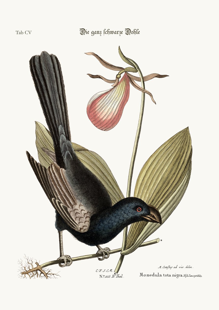 Jamaikan partanokkainen mustalintu, 1749-73 tekijältä Mark Catesby