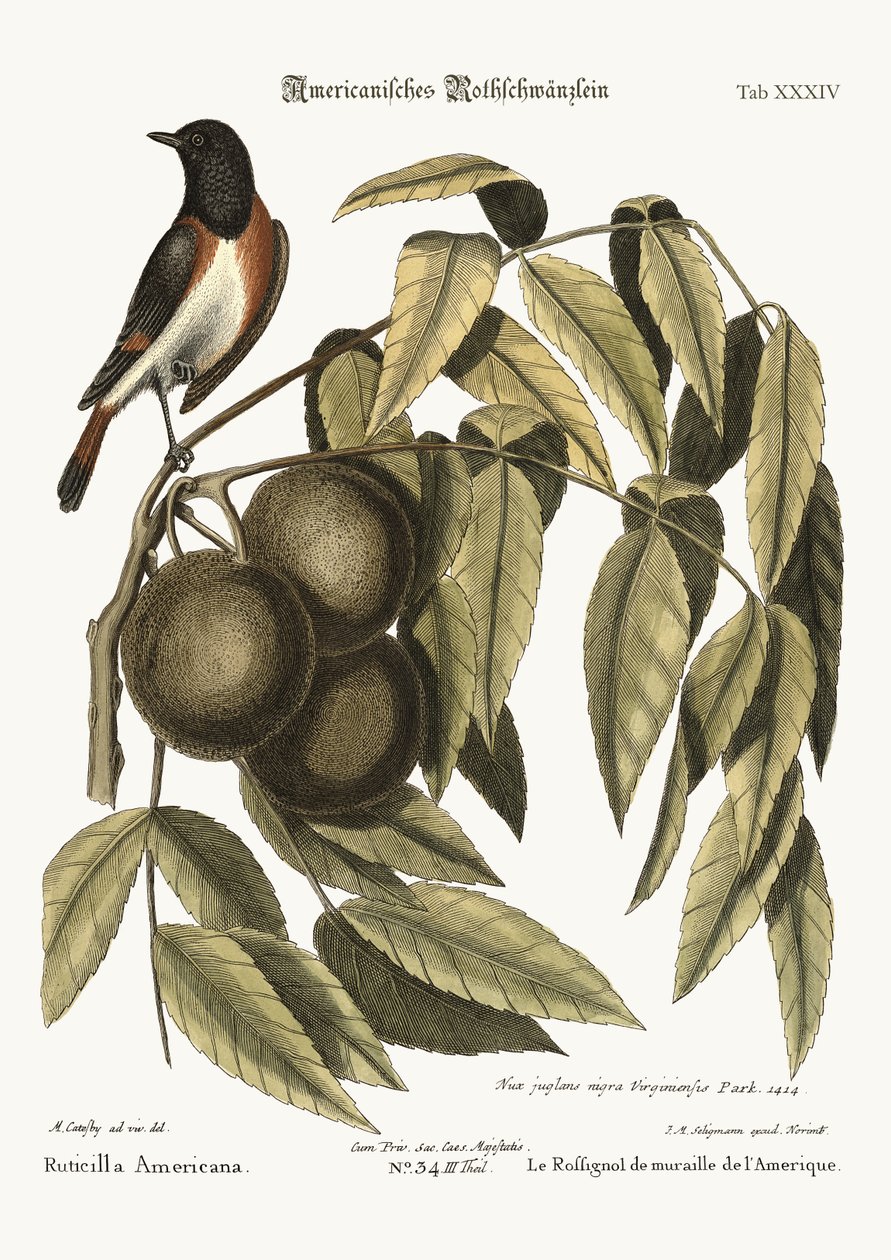 Redstart, 1749-73 tekijältä Mark Catesby