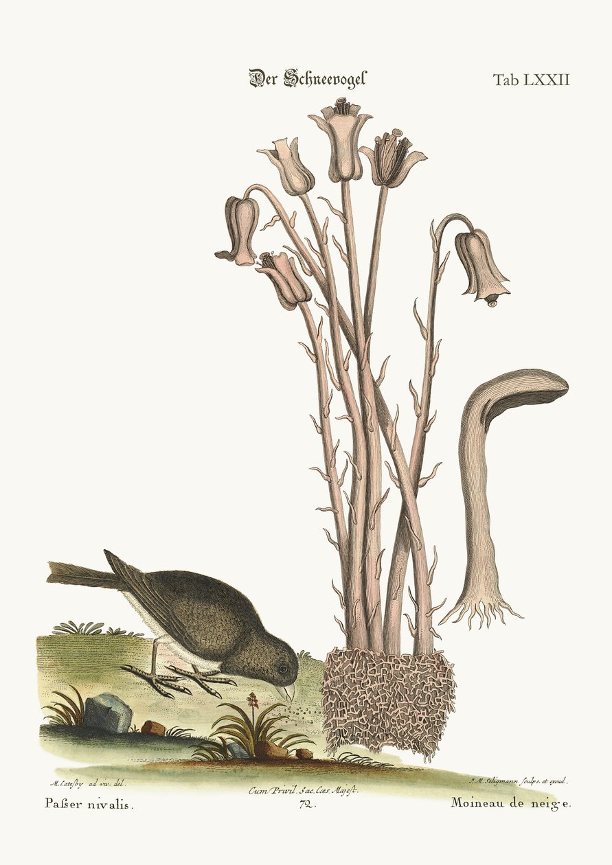 Lumilintu, 1749-73 tekijältä Mark Catesby