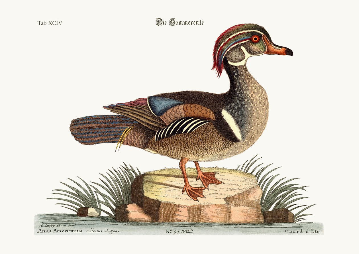 Kesäankka, 1749-73 tekijältä Mark Catesby