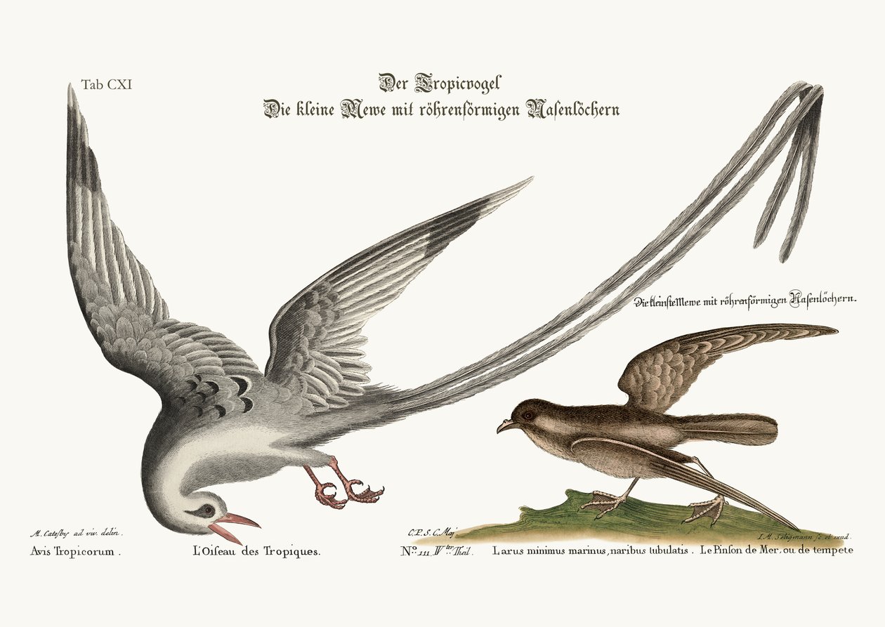 Tropickin lintu. Myrsky-Finck tai Pittrel, 1749-73 tekijältä Mark Catesby