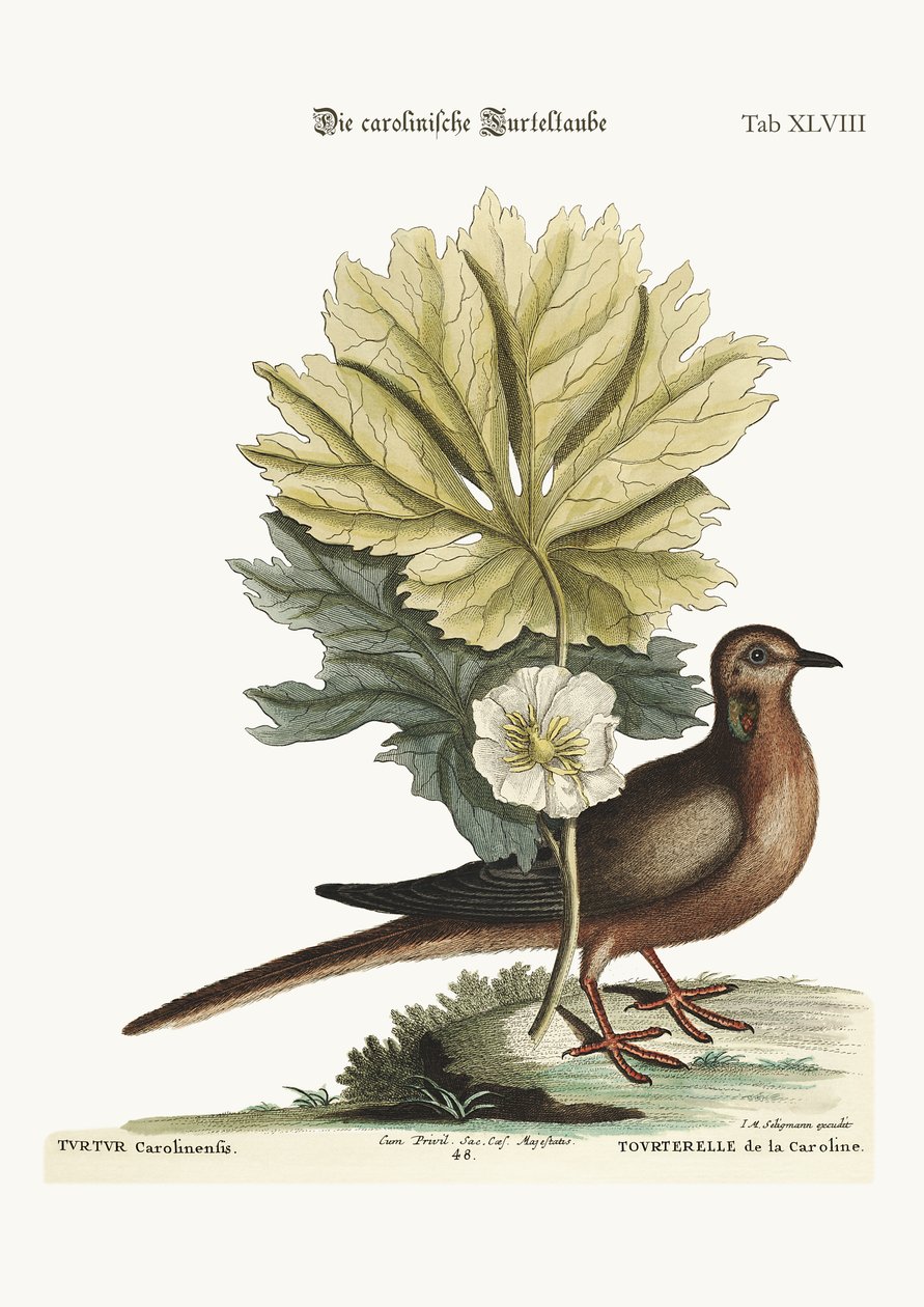Carolinan kilpikonna, 1749-73 tekijältä Mark Catesby