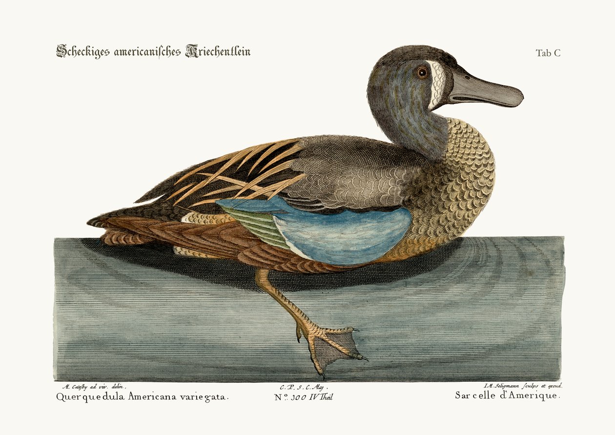 The White-face Teal, 1749-73 tekijältä Mark Catesby