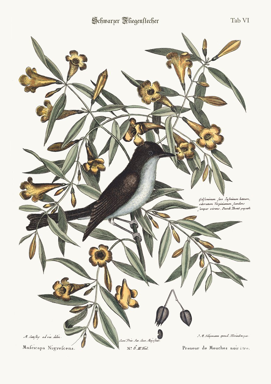 Mustapääkerttunen, 1749-73 tekijältä Mark Catesby