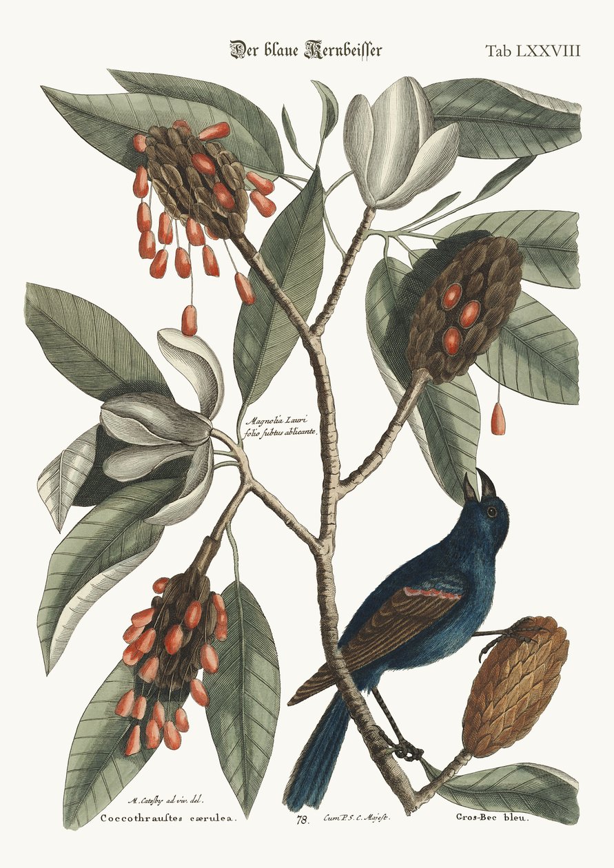 Sininen rinokka, 1749-73 tekijältä Mark Catesby