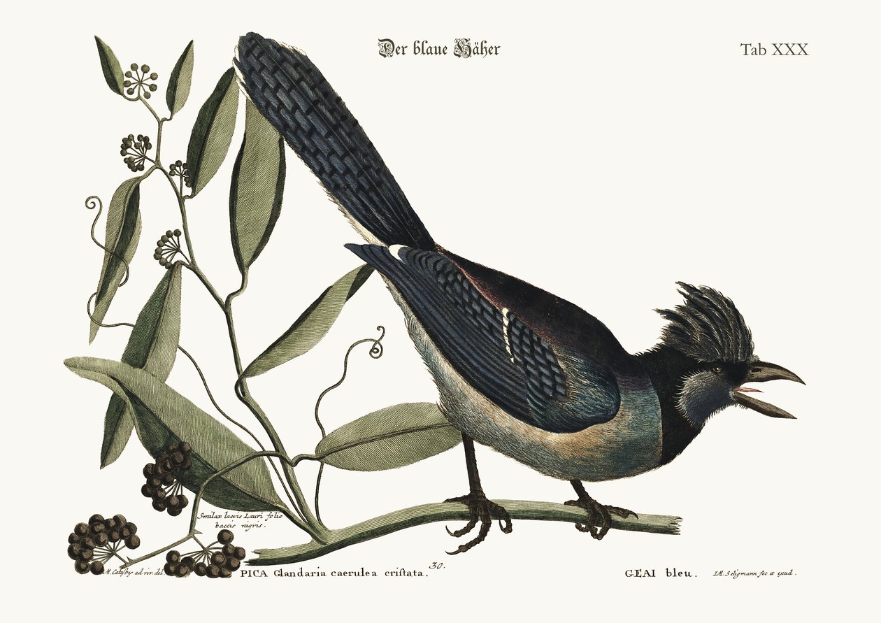 Sininen Jay, 1749-73 tekijältä Mark Catesby