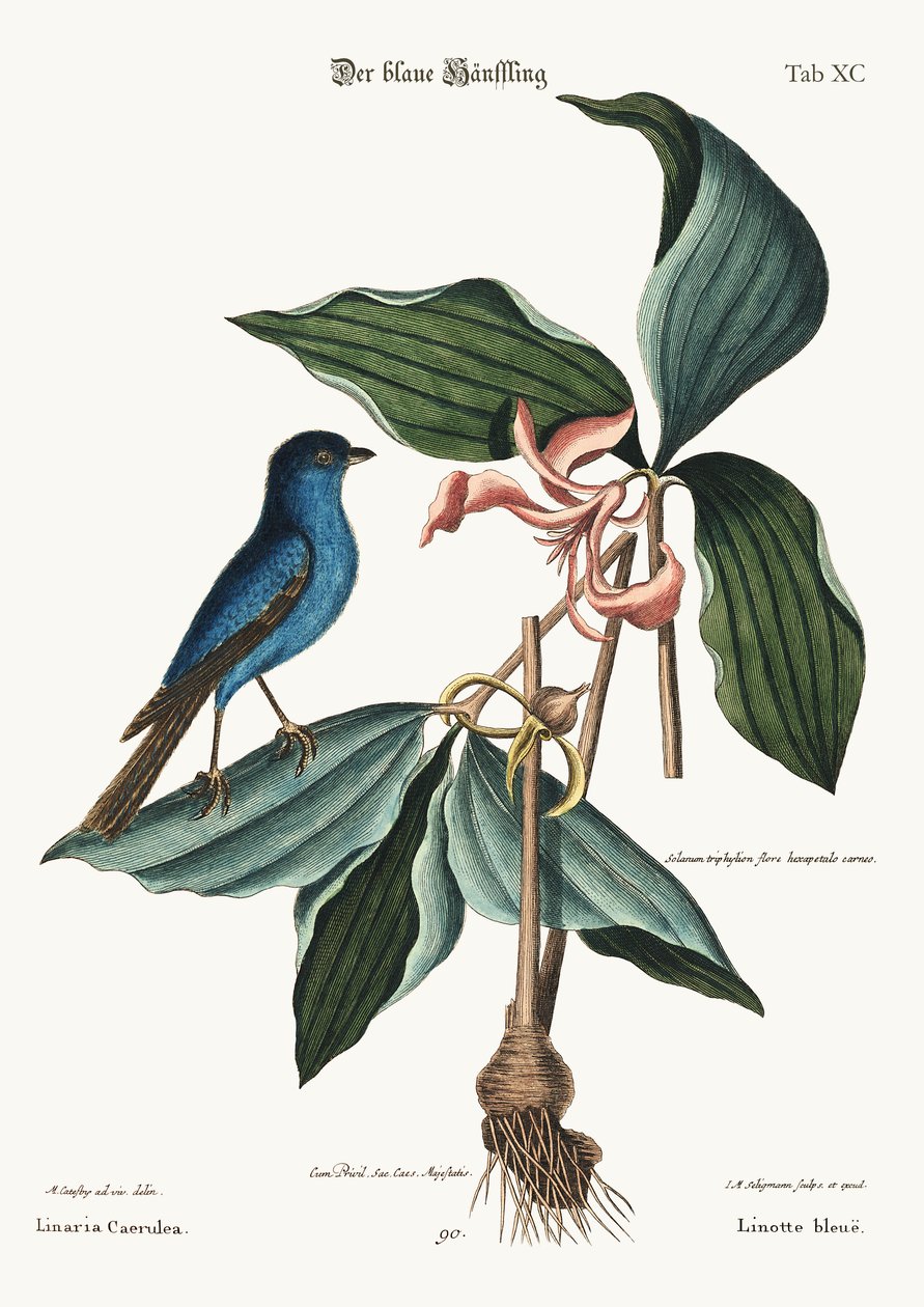 Sininen Linnet, 1749-73 tekijältä Mark Catesby