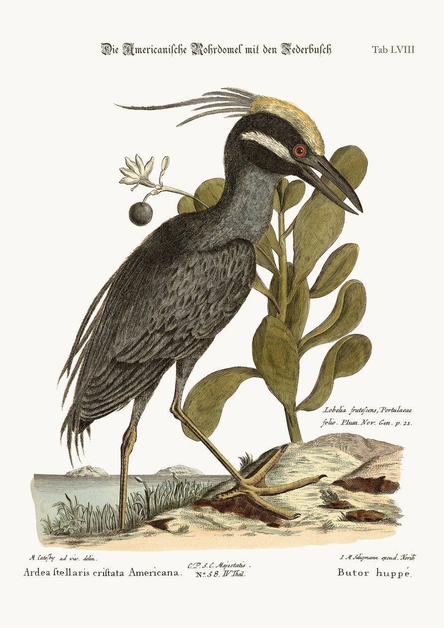 Harjainen katkera, 1749-73 tekijältä Mark Catesby
