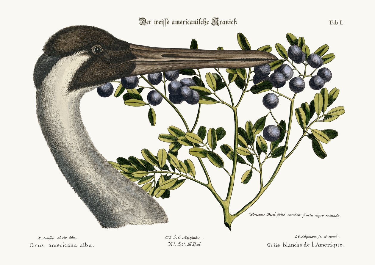 Pyörivä nosturi, 1749-73 tekijältä Mark Catesby