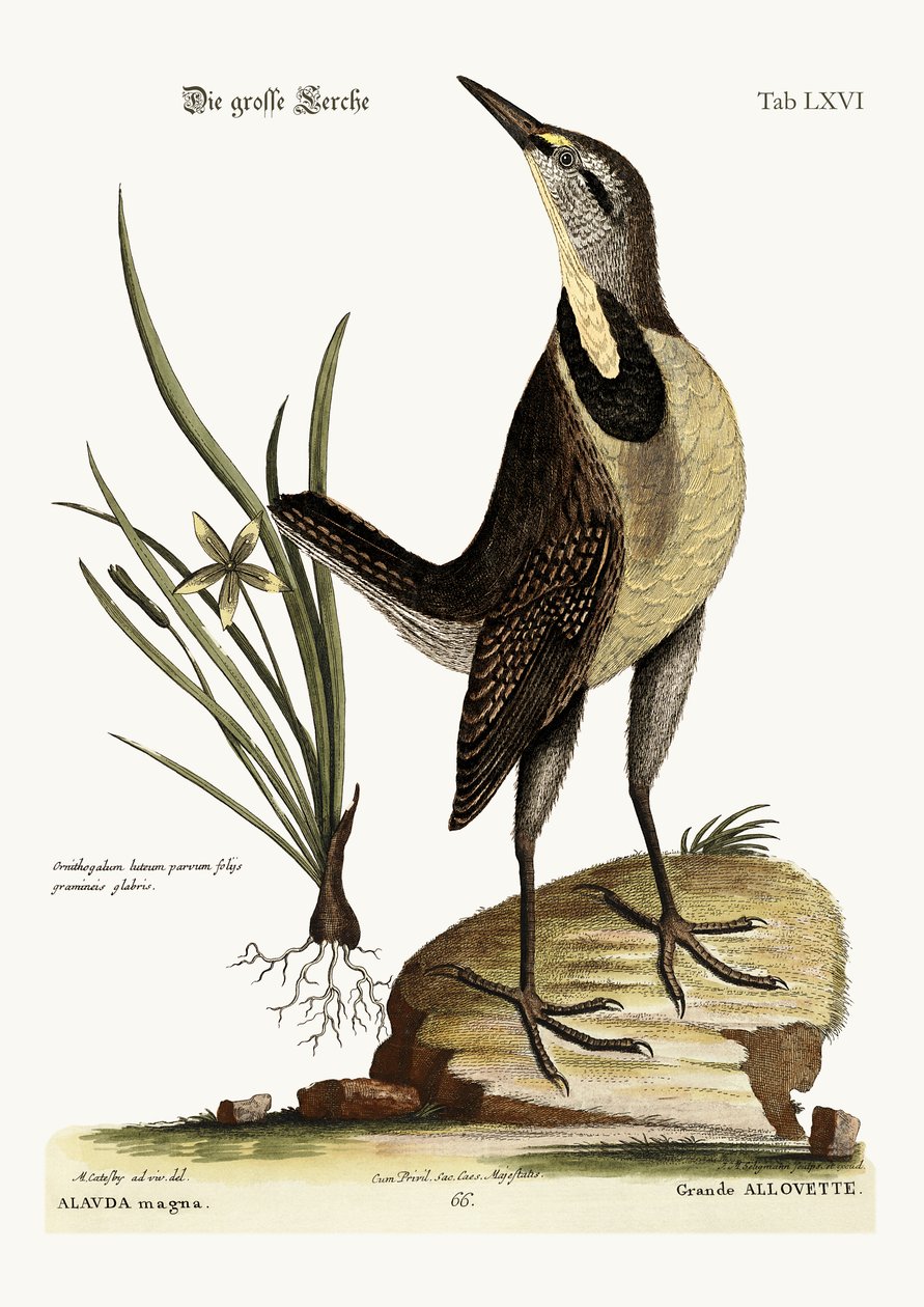 Suuri Lark, 1749-73 tekijältä Mark Catesby