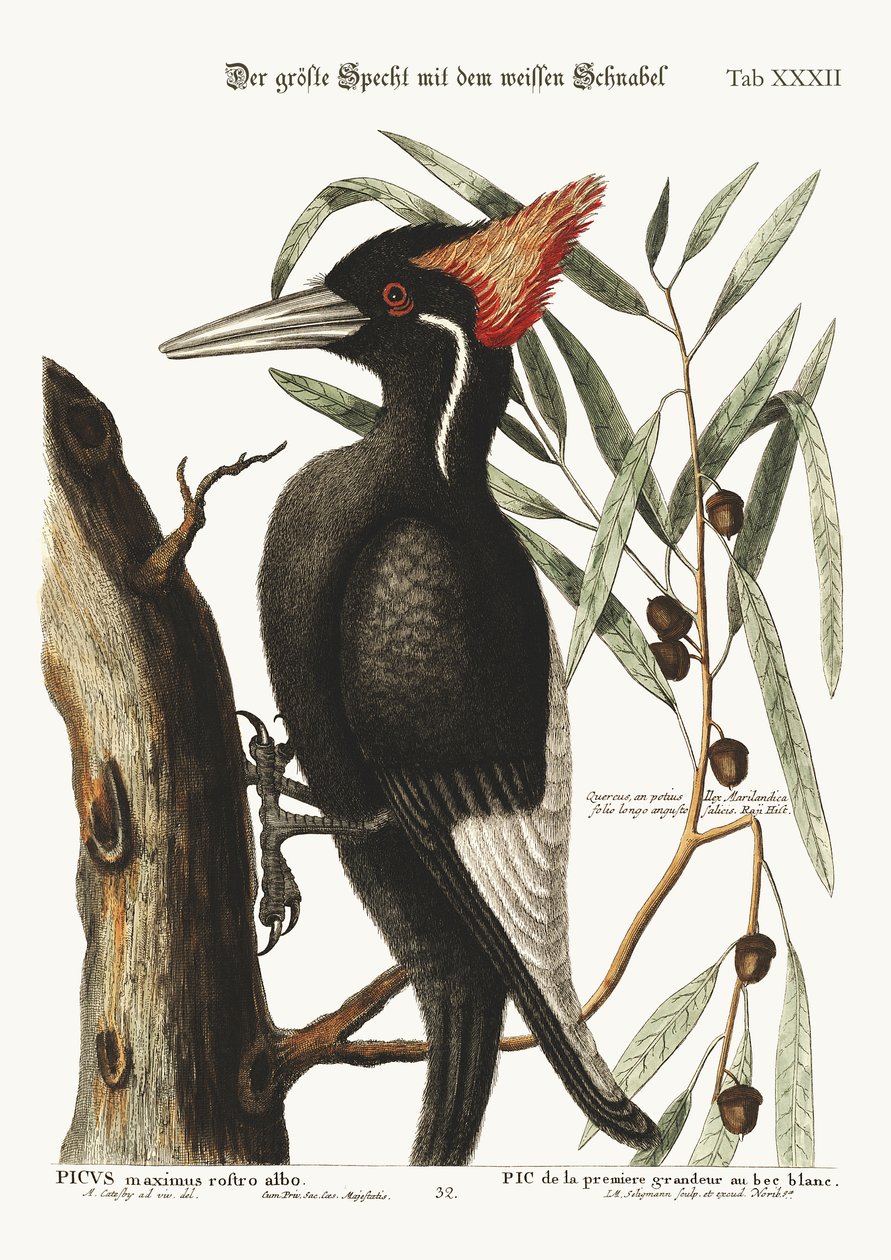 Suurin valkonokkatikka, 1749-73 tekijältä Mark Catesby