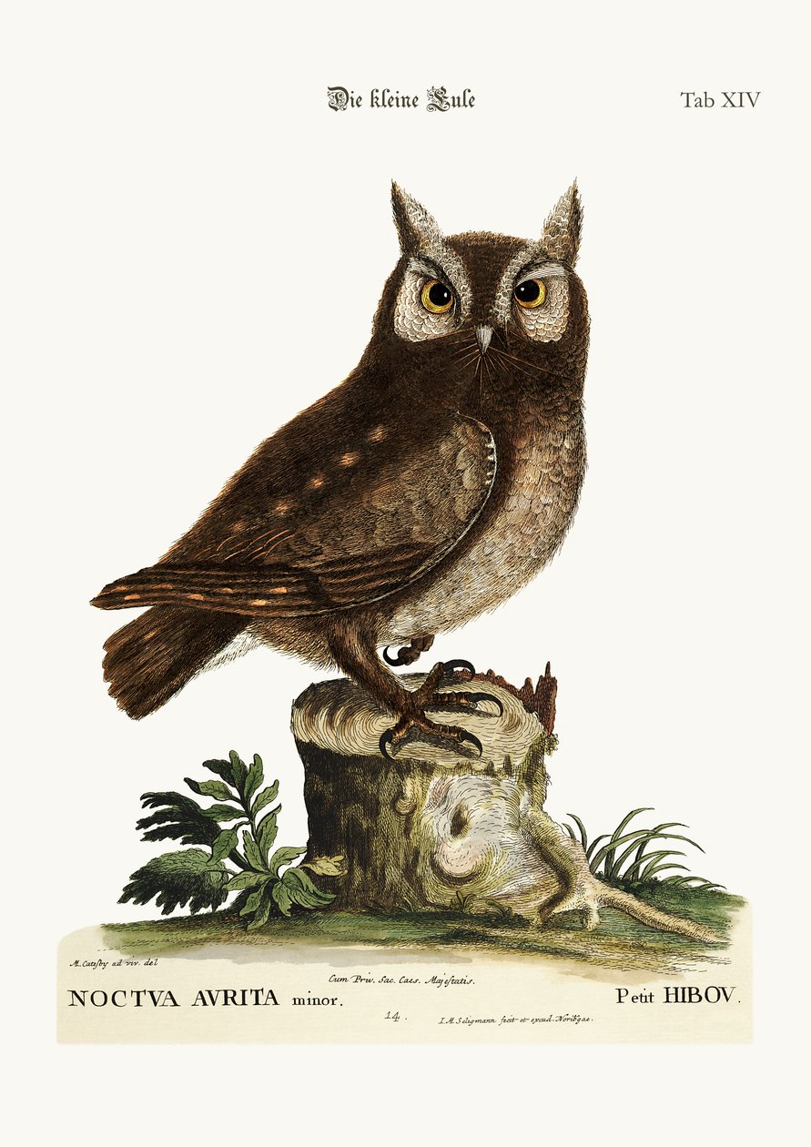 Pikkupöllö, 1749-73 tekijältä Mark Catesby
