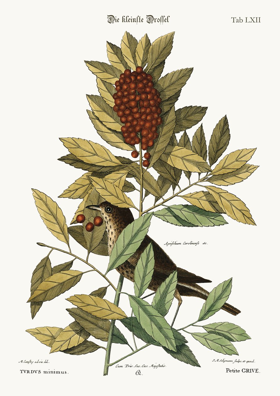 Pieni harakka, 1749-73 tekijältä Mark Catesby