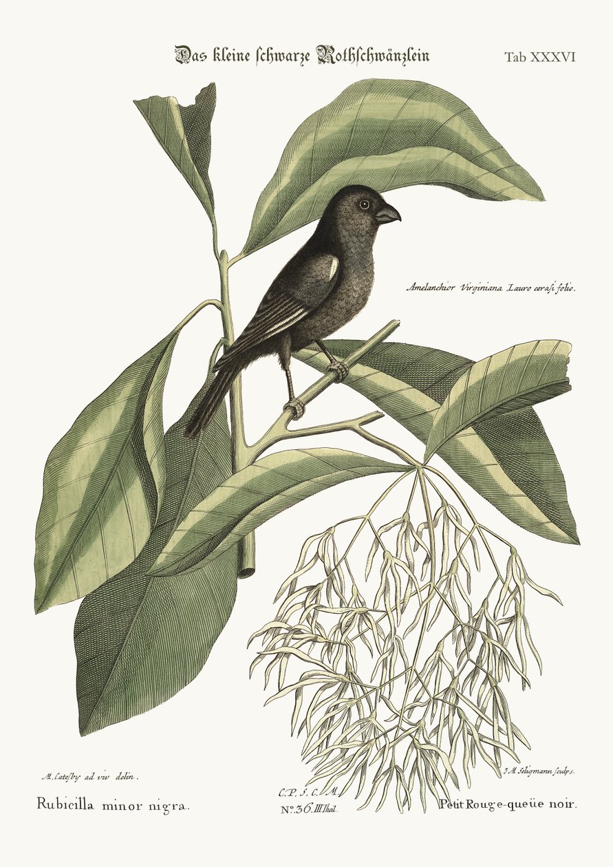 Pieni musta Bullfinch, 1749-73 tekijältä Mark Catesby