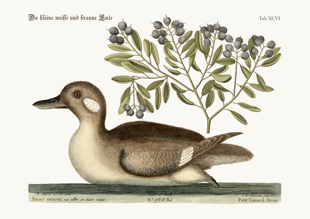 Pieni ruskea ankka, 1749-73 tekijältä Mark Catesby