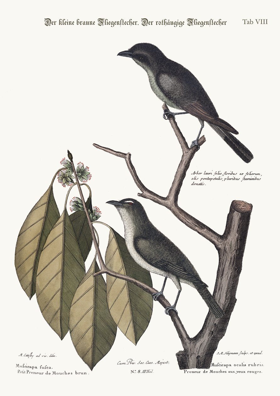 Pieni ruskea perhosieppo. Punasilmäinen kärpässieppo, 1749-73 tekijältä Mark Catesby