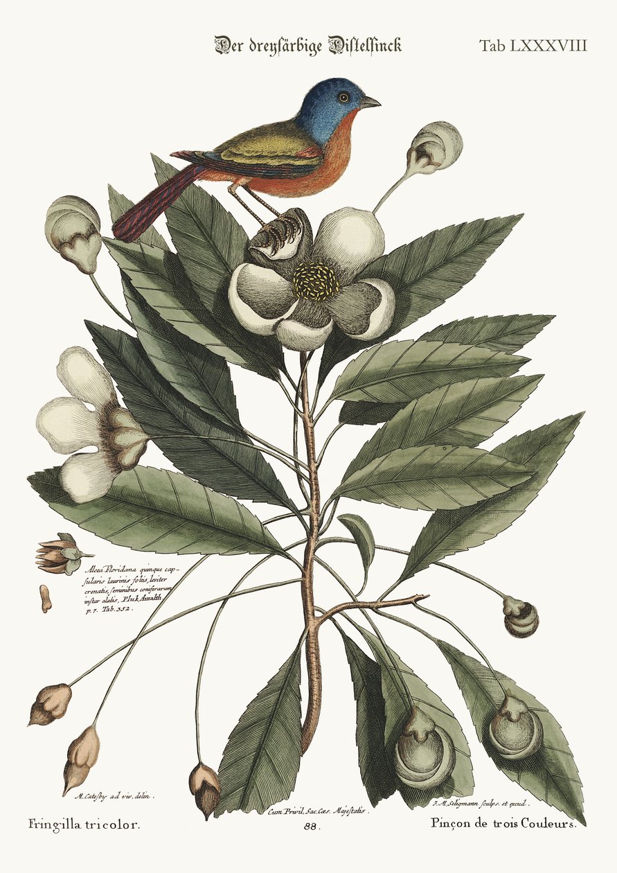 Maalattu peippo, 1749-73 tekijältä Mark Catesby