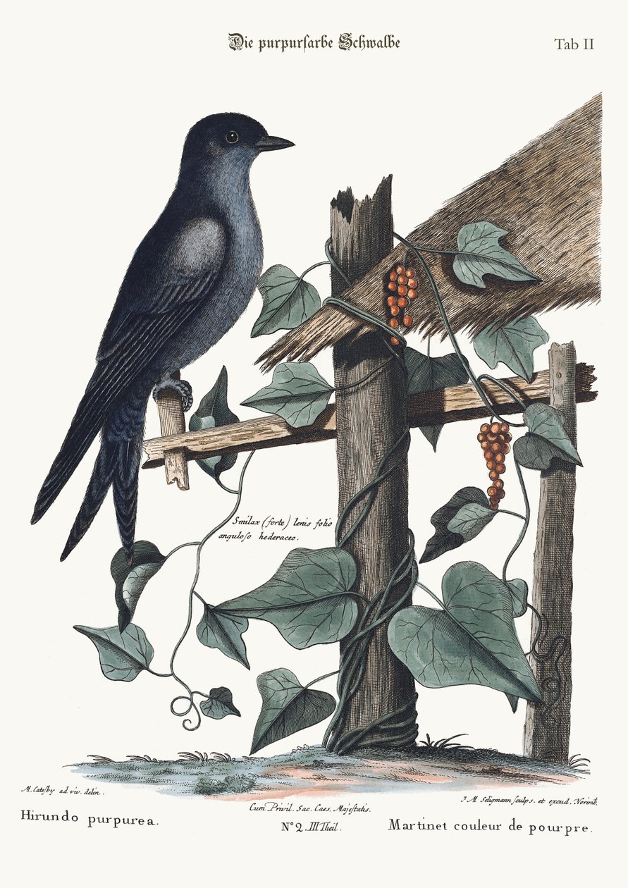 Violetti Martin, 1749-73 tekijältä Mark Catesby