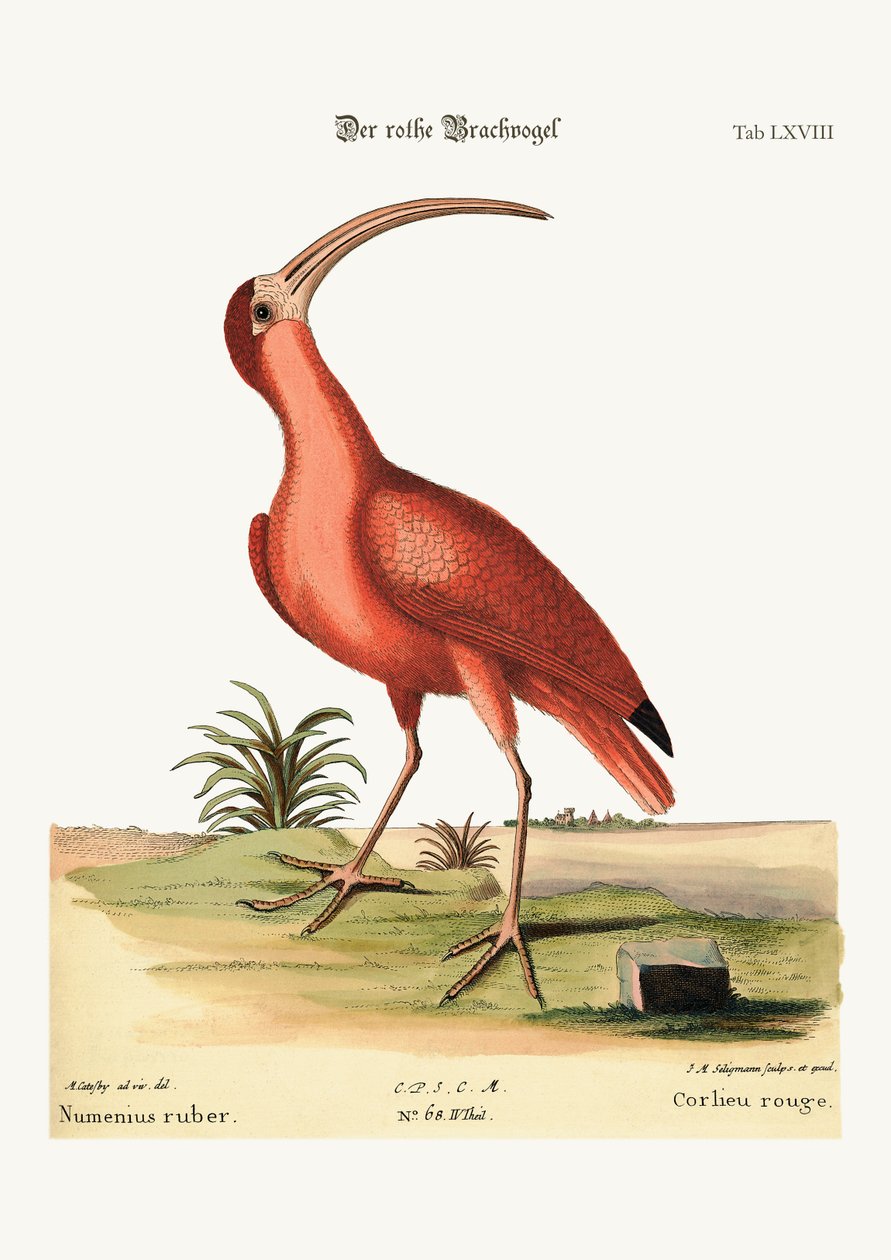Punakurkku-uikku, 1749-73 tekijältä Mark Catesby